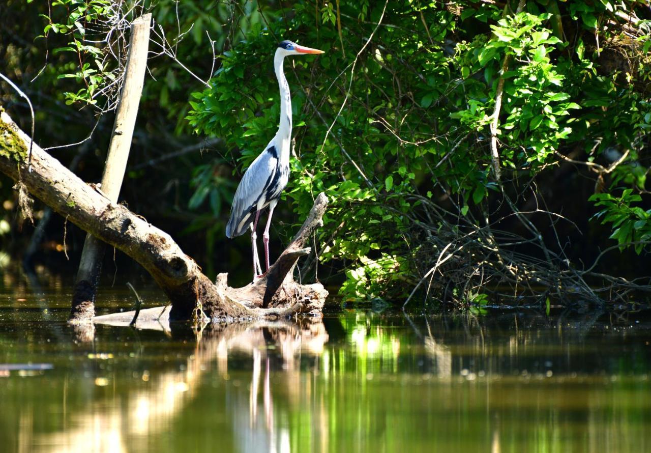 Chalé Privativo à beira do rio Jaguareguava na Mata Atlântica em Bertioga SP Villa Exterior foto