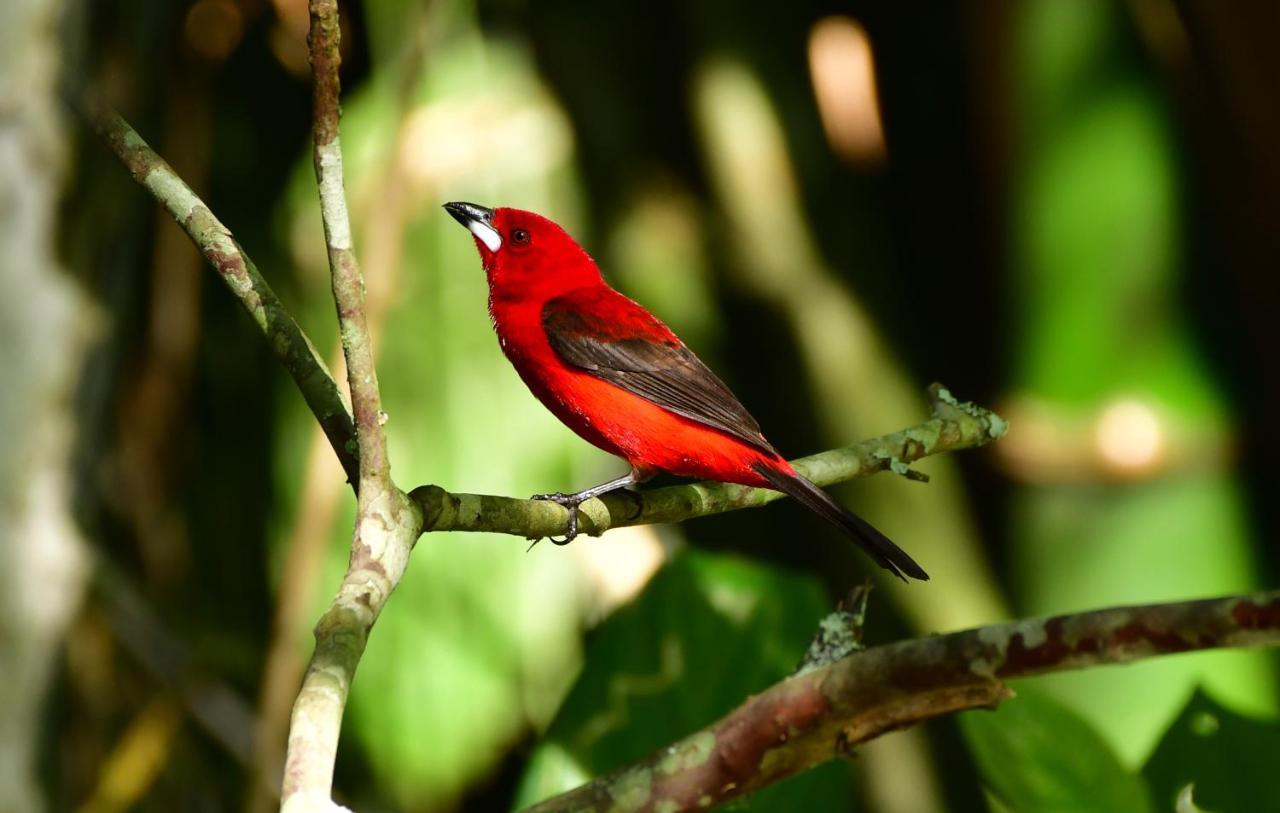 Chalé Privativo à beira do rio Jaguareguava na Mata Atlântica em Bertioga SP Villa Exterior foto